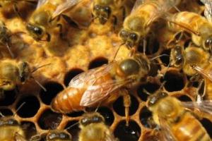 怎样从蜂团中找到蜂王 蜂王藏在蜂群什么位置