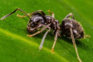 蚂蚁最怕什么 蚂蚁药哪种好 蚂蚁多怎么彻底清除