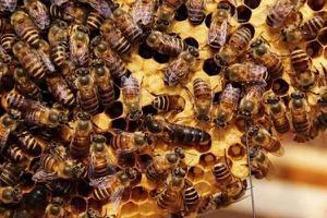 蜂王死了蜂群怎么办 没有蜂王的蜜蜂怎么养