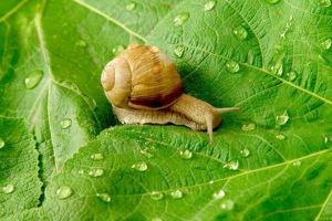 蜗牛为什么怕盐 蜗牛生活在什么地方