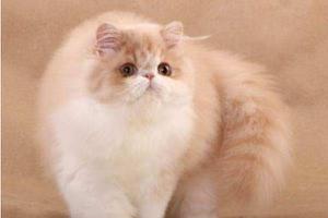 波斯猫和加菲猫的区别是什么 波斯猫和加菲猫哪个贵