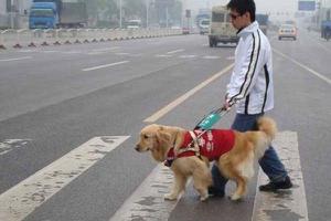 导盲犬是什么狗 导盲犬为什么不能摸