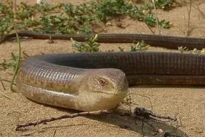 帝王蛇蜥市场价格多少钱一只 帝王蛇蜥有毒吗