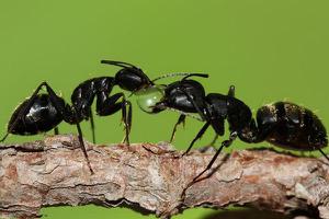 黑蚂蚁有毒吗 黑蚂蚁怎么吃效果好