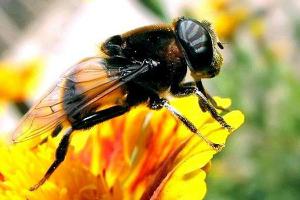 黑色的蜜蜂是什么蜂 黑色的蜜蜂有毒吗