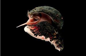 鳞角腹足蜗牛的壳硬吗 鳞角腹足蜗牛好养吗 鳞角腹足蜗牛分布范围