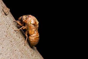 金蝉和知了的区别是什么 金蝉有寄生虫吗
