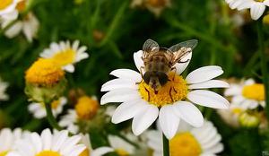 蜜蜂蛰人后为什么会死 蜜蜂为什么会蜇人