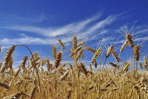 春小麦和冬小麦的区别是什么 春小麦和冬小麦的收获时间