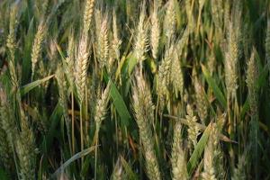 小麦亩产多少斤 小麦种植时间
