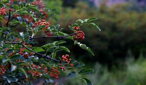 家里种花椒树有忌讳吗 花椒树为什么不种家里