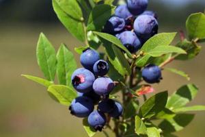 蓝莓怎么吃 蓝莓吃多了会怎么样