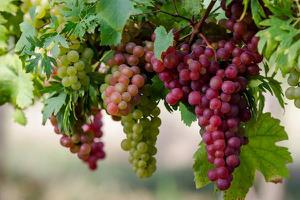 葡萄转色期最怕什么 葡萄籽可以种出葡萄吗