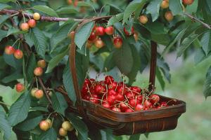 矮化樱桃树能活多少年 矮化樱桃树优点和缺点