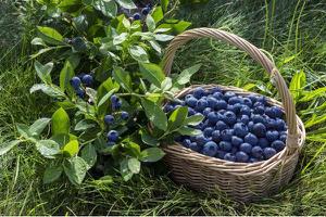蓝莓是转基因的吗 蓝莓的繁殖方法