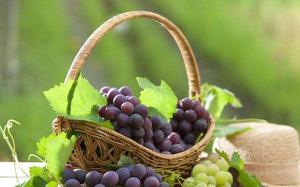 葡萄像什么 葡萄有哪些品种