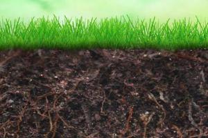 土壤改良的方法有哪些 碱性土壤如何改良