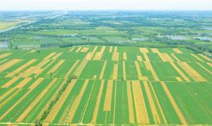 农业地域类型和农业带的区别是什么 农业地域类型结构图