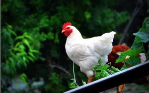 白羽肉鸡品种有哪些？ 白羽肉鸡怎么养殖