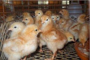 蛋鸡鸡苗价格多少钱一只？ 蛋鸡鸡苗的饲养管理