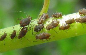 <span style='color:red;'>蚜虫的天敌</span>是谁 防治蚜虫的农药有哪些