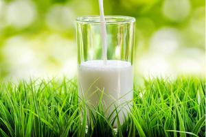 有机牛奶和普通牛奶的区别是什么 牛奶是怎么生产出来的