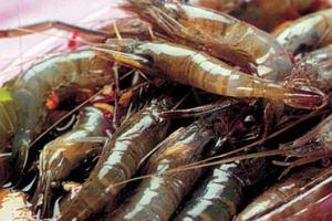 海虾和河虾的区别是什么 河虾价格多少钱一斤