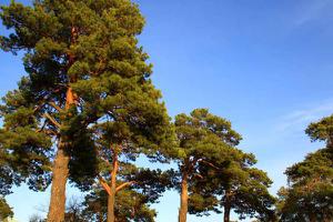 松树和柏树的区别是什么 松树和柏树哪个高