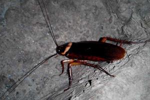 蟑螂的寿命有多长 蟑螂的天敌是什么动物