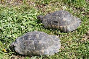 乌龟养殖池塘管理方法