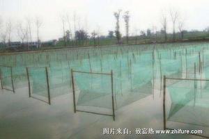 网箱养泥鳅
