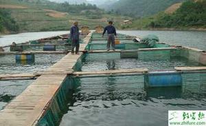 怎么提高池塘养鱼产量