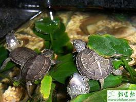 养殖乌龟可以降低饲料成本的方法