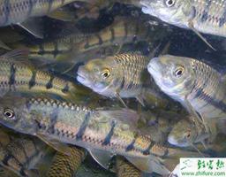 减少石斑鱼养殖病害的经验
