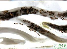药用蚂蚁养殖的技术经验