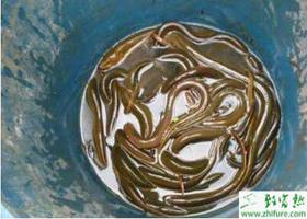池塘河沟网箱养殖黄鳝的技巧