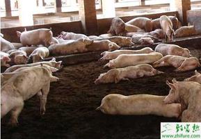 养猪场如何保温的几种方法