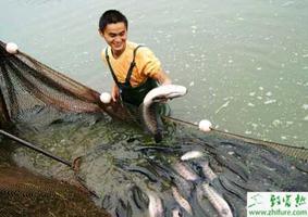 养殖黑鱼的人工催产方法