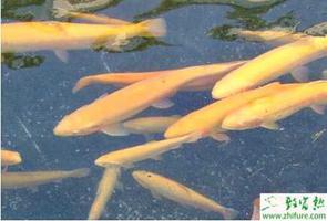 养殖虹鳟鱼的水质控制经验