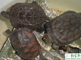 养殖稚龟培育的八个技巧