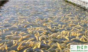 养殖虹鳟鱼养殖场的水源与鱼池问题
