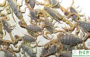 养殖蝎子常见疾病预防措施