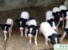 养殖香猪的疾病预防问题