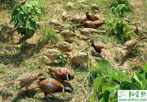 养殖山鸡高产及饲养管理经验