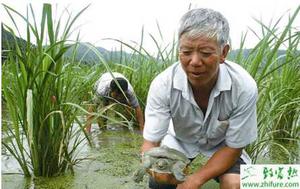 高温季节外塘养殖甲鱼应对方法