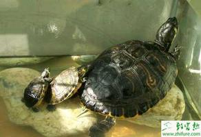 养殖乌龟提高龟乌龟卵受精率有巧法