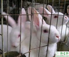 冬季养殖管理獭兔的经验