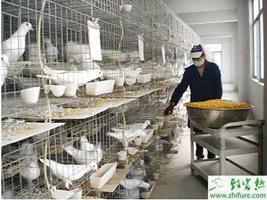 养殖鸽生产中辨别鸽病的方法