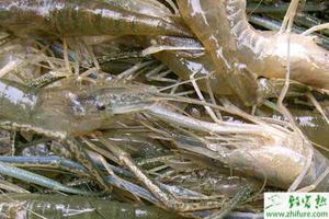 夏季养殖青虾病虫害防治的五个技术措施