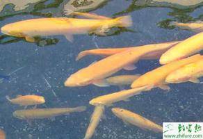 养殖虹鳟鱼苗鱼种对饲料的营养需求